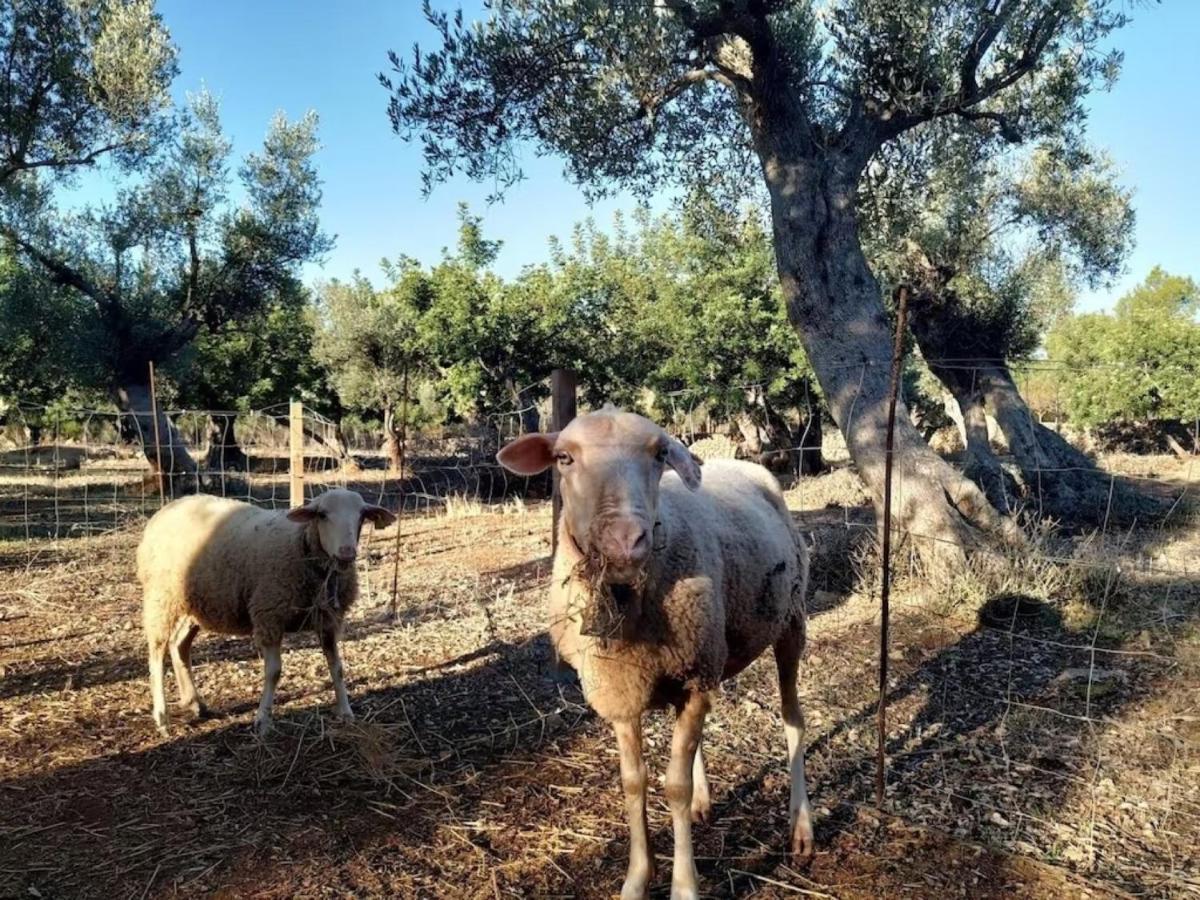 Ca Na Barons Bunyola (Buñola)